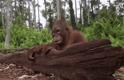 a monkey laying on a log in the woods