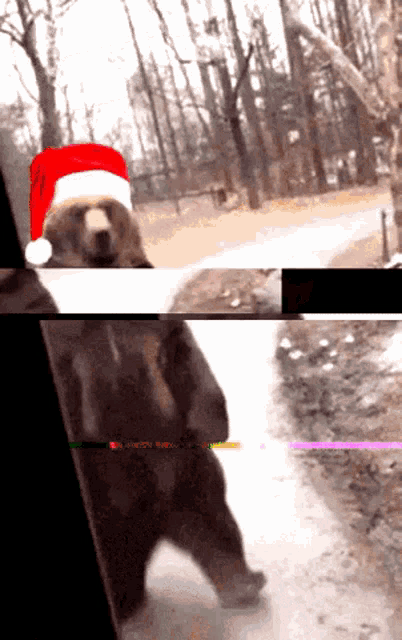 a bear wearing a santa hat is walking down a road