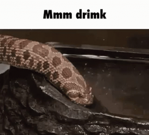 Drink Drimk GIF - Drink Drimk Snake GIFs