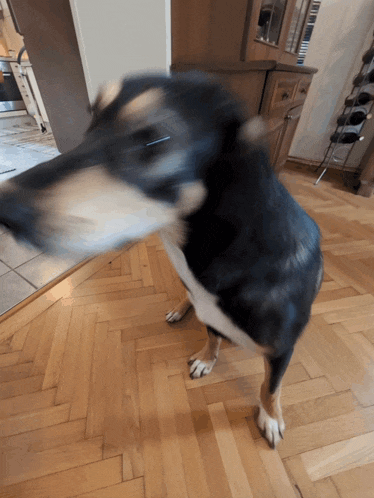 a dog standing on a wooden floor with a blurred background