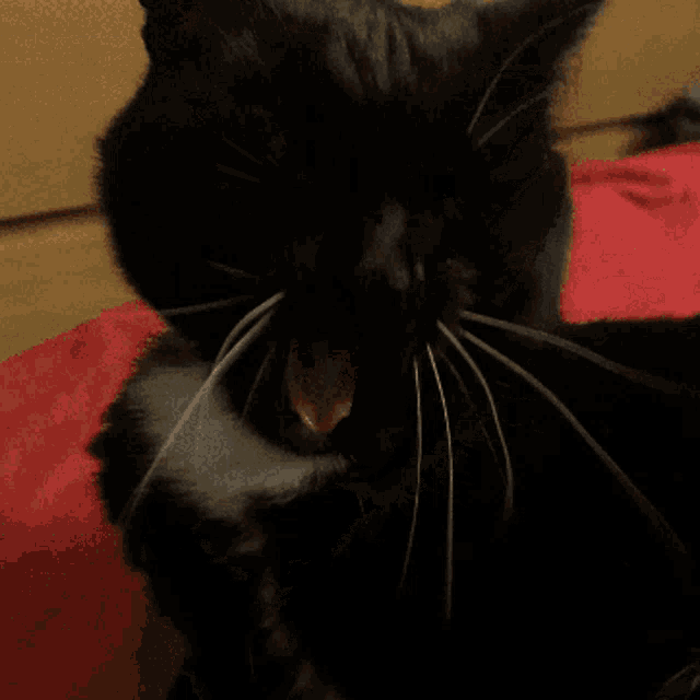 a black and white cat is laying on a bed