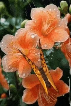 a butterfly is sitting on top of a flower with water drops on it