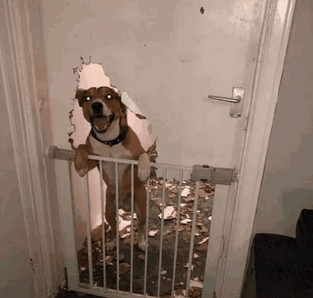 a brown and white dog standing behind a gate looking through a hole in a wall