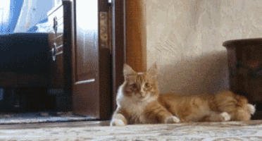 an orange and white cat is laying on the floor next to a door