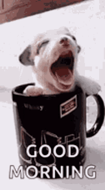 Good Morning Yawn GIF - Good Morning Yawn Dog GIFs