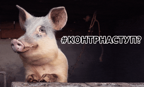 a pig is looking over a fence with the hashtag #контрнаступ