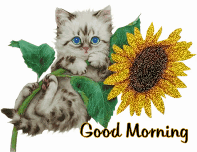 a picture of a kitten holding a sunflower with the words good morning below it