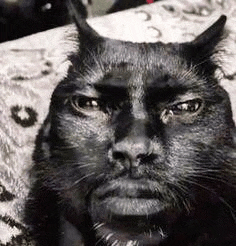 a close up of a black cat 's face with horns .