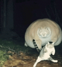 a cat is standing next to a very large cat