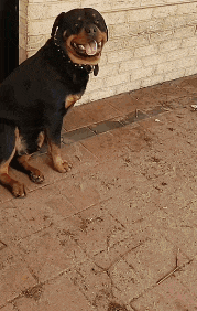 a rottweiler sitting on a brick sidewalk with its tongue out