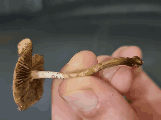 a person is holding a mushroom in their hand with their fingers