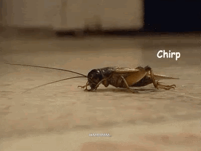 [Image: crickets-crickets-chirping.gif]