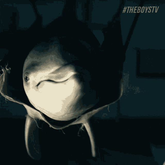 a close up of a shark with a #theboystv sticker below it