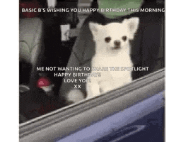 a small white dog is sitting in a car looking out a window .