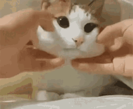 Cat Pinching GIF - Cat Pinching GIFs