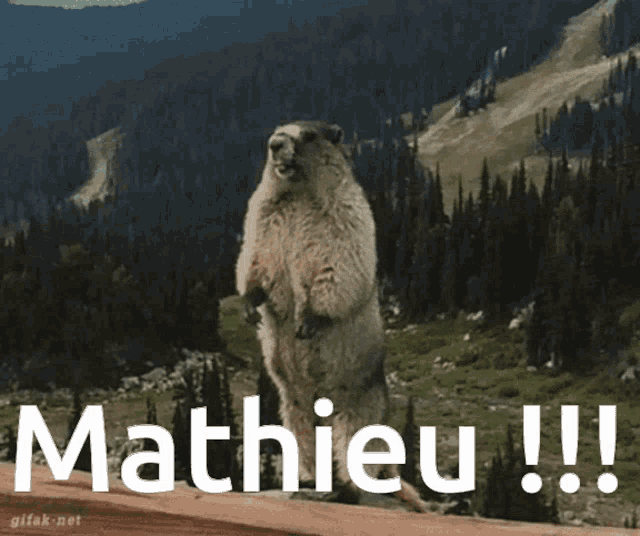 a marmot standing on its hind legs with the word mathieu written below it
