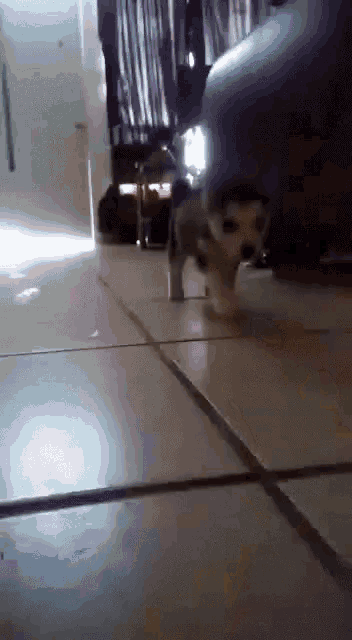 a small dog walking on a tiled floor in a dark room