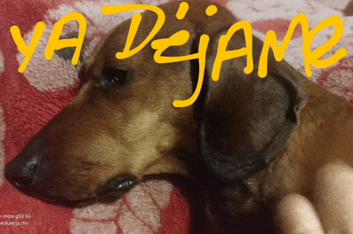 a dachshund laying on a red blanket with the words ya dejame written in yellow
