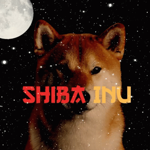 Shibrother Shibfamily GIF - Shibrother Shibfamily Shibainu GIFs