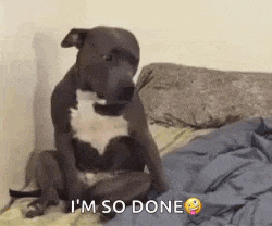 a dog is sitting on a bed with the words `` i 'm so done '' written next to it .