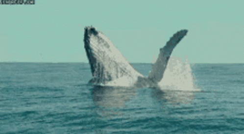 Whale Whale Sharks GIF - Whale Whale Sharks GIFs