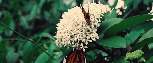 Butterfly Monarch GIF - Butterfly Monarch Beautiful GIFs