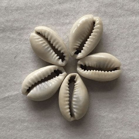 five white sea shells are arranged in a circle