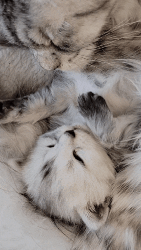 a cat and a kitten are laying next to each other on a bed
