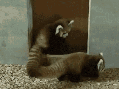 Fight Startled GIF - Fight Startled Racoon GIFs