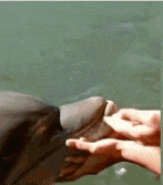 a person is touching a dolphin 's head in the water .