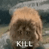 a close up of a lion with the words `` kill '' written on it 's face .