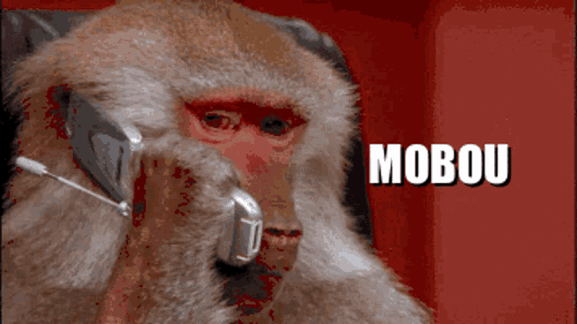 a close up of a monkey talking on a cell phone with the word mobou behind it