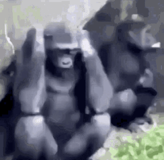 two gorillas are sitting next to each other on a rock and covering their eyes with their hands .