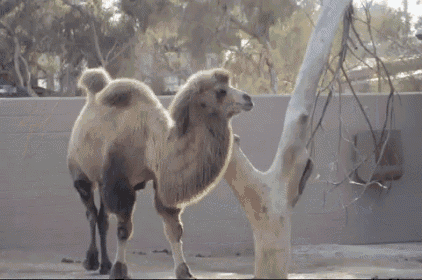 What Lovely Humps  GIF - Camel Humps Walk GIFs