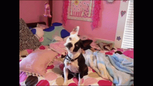 a black and white dog is sitting on a bed in a girl 's bedroom