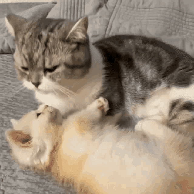 a cat is laying on top of a dog on a bed .