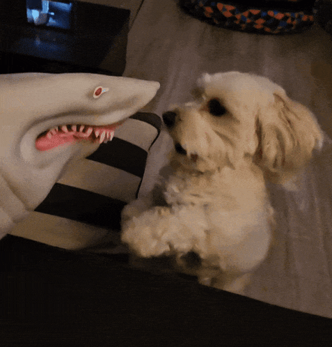 a stuffed shark and a small white dog are looking at each other
