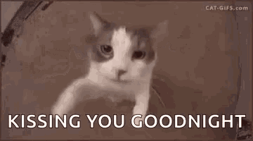 a gray and white cat is looking at the camera and saying `` kissing you goodnight '' .