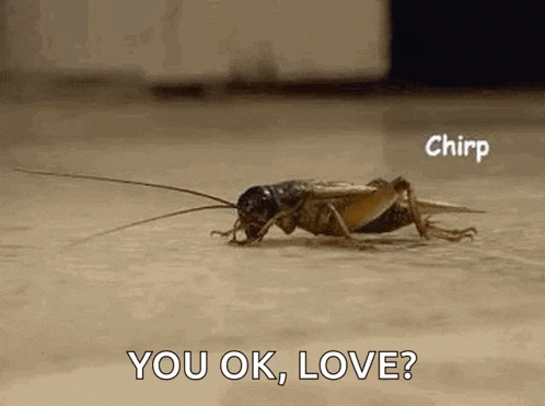a close up of a cricket crawling on the floor .