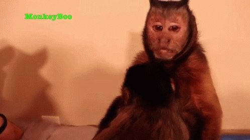 Bleh Capuchin Monkey GIF - Bleh Capuchin Monkey Monkeyboo GIFs