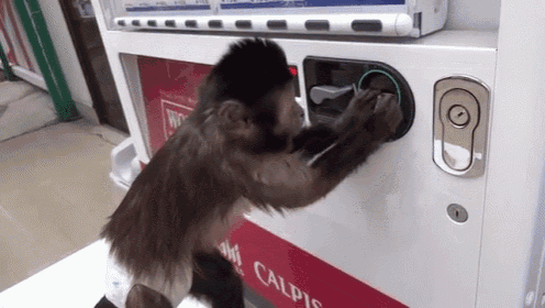 a monkey is using a vending machine that says calpis