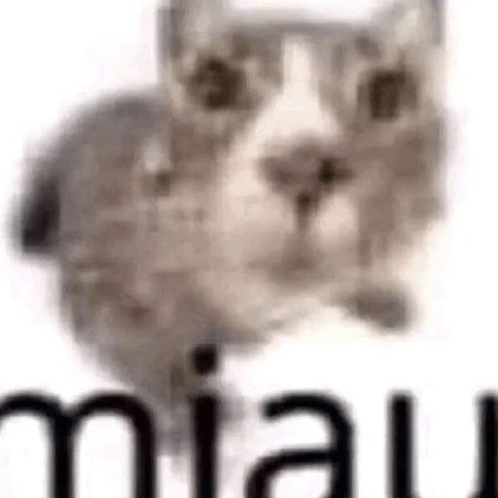 a close up of a cat sitting on a white surface with the word miau written below it .