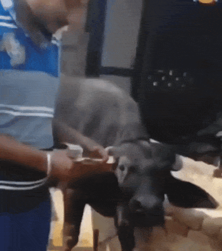 a man in a blue shirt feeds a cow a piece of food