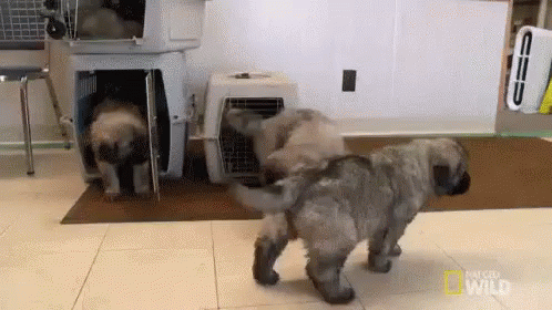 Puppy Party! GIF - Puppy Party Dr Pol Nat Geo GIFs