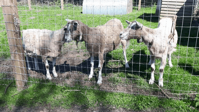 three goats standing behind a wire fence in a field