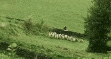 a herd of sheep grazing in a grassy field