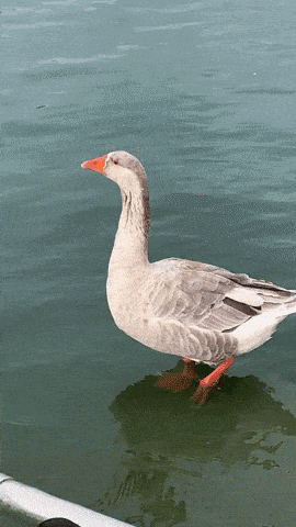 Domestic Greylag X Domestic Swan Goose Alondra Park GIF - Domestic Greylag X Domestic Swan Goose Alondra Park GIFs