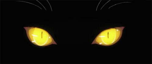 Cat Looking GIF - Cat Looking Eyes GIFs