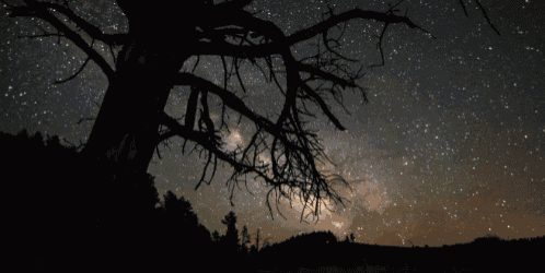 a tree silhouetted against a starry sky with the milky way visible