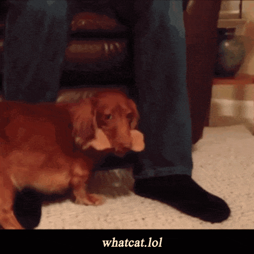 What Huh GIF - What Huh Ouch GIFs